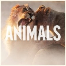 Ringtone Maroon 5 - Animals free download